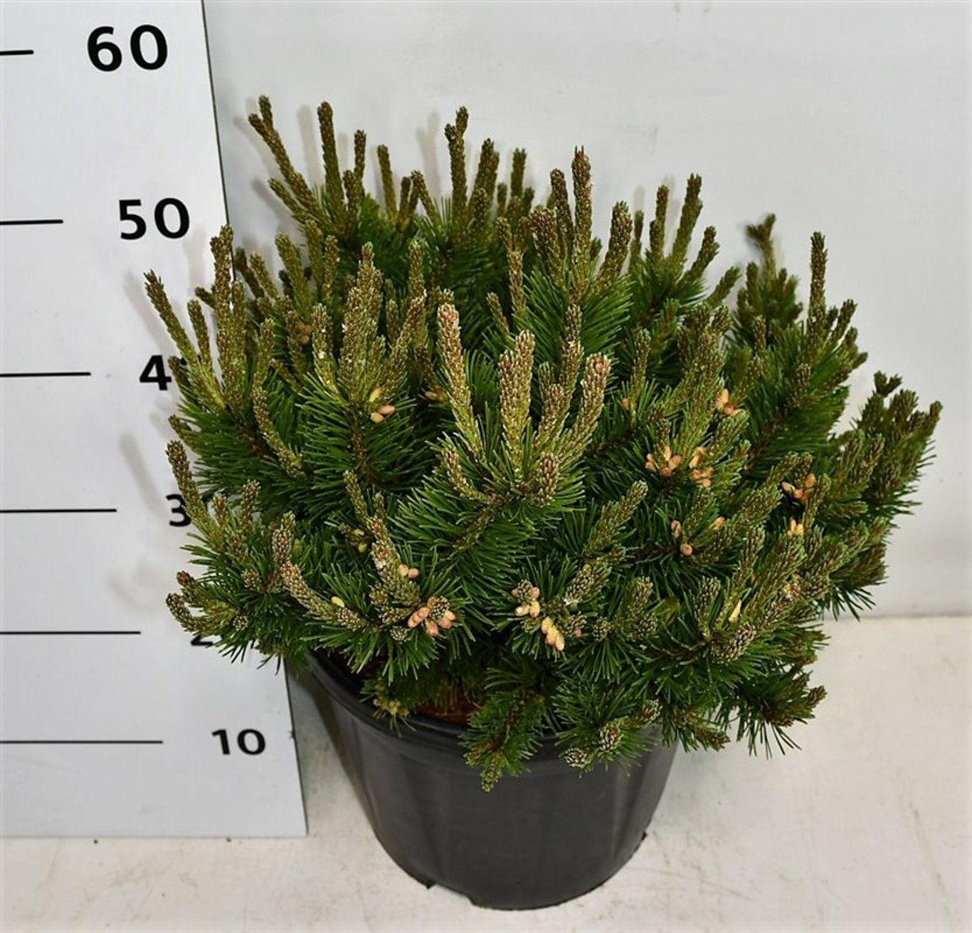 Pinus mugo 'Humpy' - C12 40-50 CM